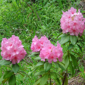 Rhododendro Betty Wormal