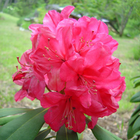 Rhododendro Clara Curry