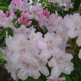 Rhododendro Mrs Pearson