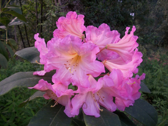 Rododendro Marike