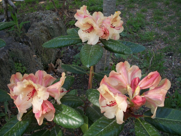 Rododendro Viscy